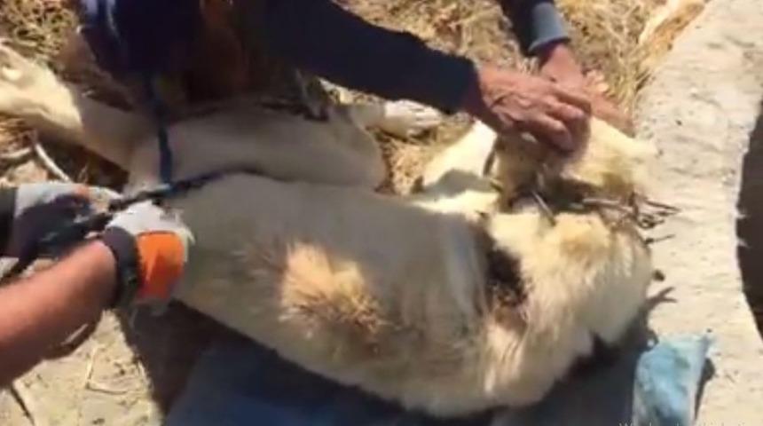 Kuyuya d&uuml;şen k&ouml;peği itfaiye kurtardı