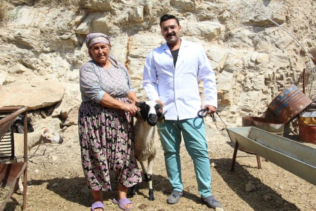 Sakız ko&ccedil;ları &uuml;reticinin y&uuml;z&uuml;n&uuml; g&uuml;ld&uuml;rd&uuml;