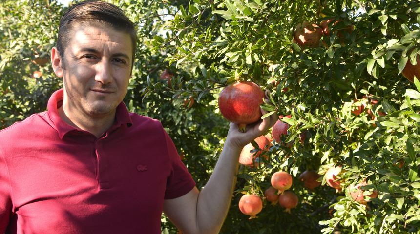 Nar fiyatı, bu yıl üreticinin yüzünü güldürdü