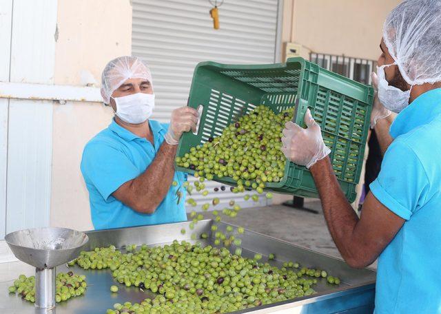 Erken hasat soğuk sıkım sızma zeytinyağı mucizesi deneyle kanıtlandı