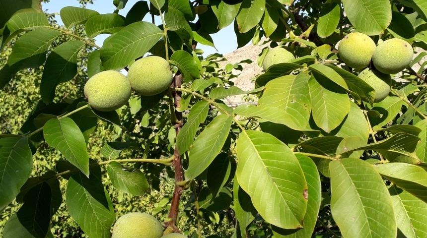 Iğdır’da ceviz ekimi
