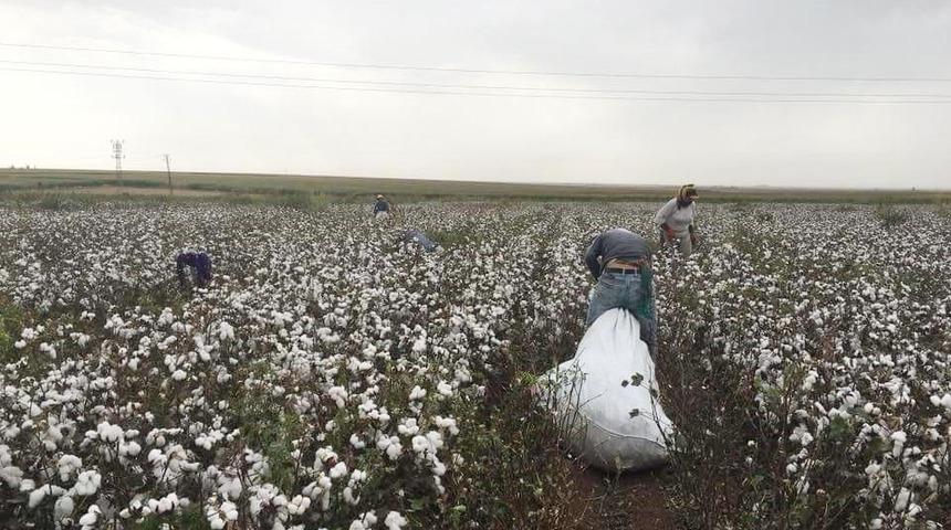 Mardin’de beyaz altın hasadı