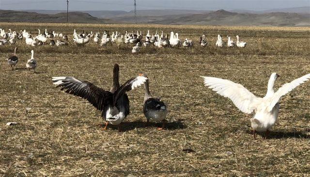 Kaz s&uuml;r&uuml;s&uuml; dereye akın etti 1