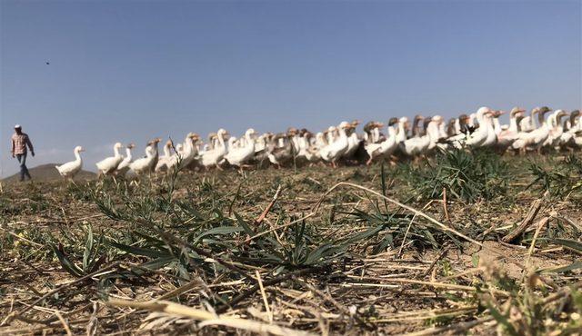 Kaz s&uuml;r&uuml;s&uuml; dereye akın etti 2