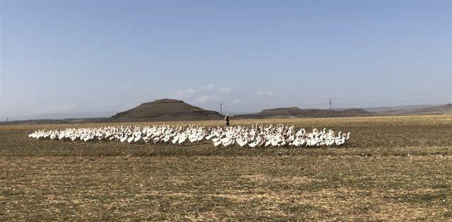 Kaz s&uuml;r&uuml;s&uuml; dereye akın etti 3