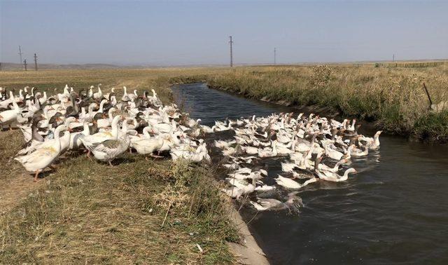 Kaz s&uuml;r&uuml;s&uuml; dereye akın etti 4