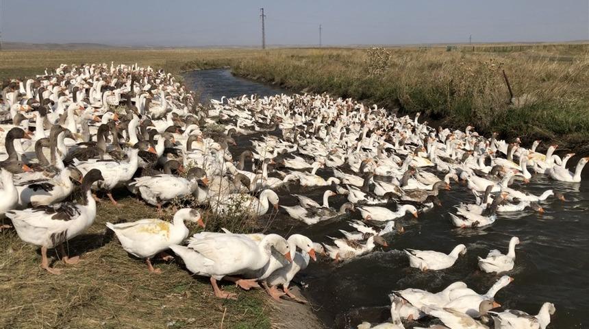 Kaz s&uuml;r&uuml;s&uuml; dereye akın etti