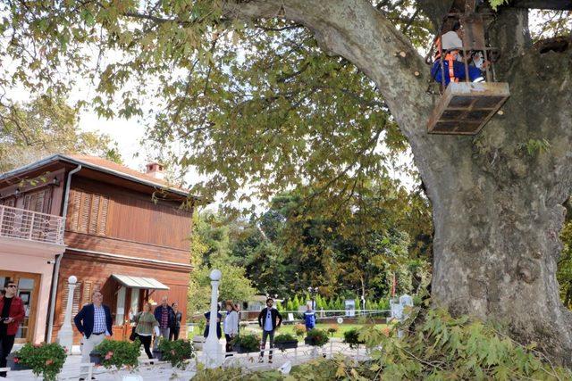 Atatürk’ün 400 yaşındaki çınar ağacı bakıma alındı