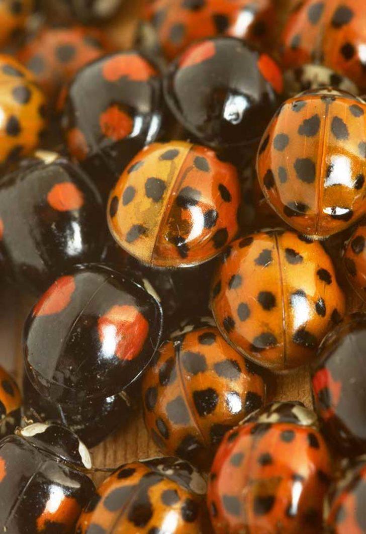 Bu böcek cinsel hastalık taşıyor! Uzmanlardan 'camlarınızı sıkıca kapatın' uyarısı G3