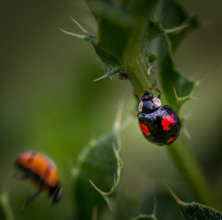 Bu böcek cinsel hastalık taşıyor! Uzmanlardan 'camlarınızı sıkıca kapatın' uyarısı G4