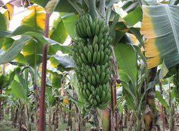 Dünyanın en popüler meyvesi yok olma tehlikesiyle karşı karşıya