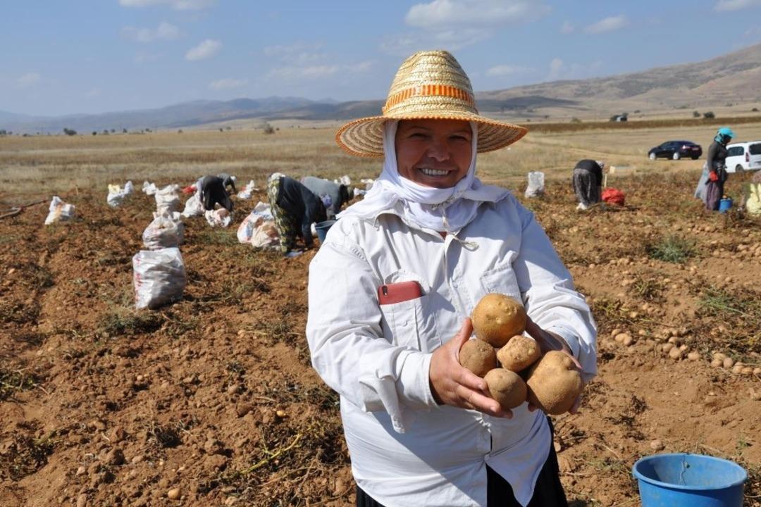 K&ouml;se&rsquo;de patates hasadı tarla g&uuml;n&uuml; yapıldı