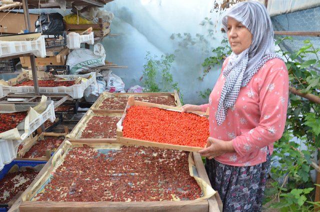 Goji berry yetiştiren çift, siparişlere yetişemiyor