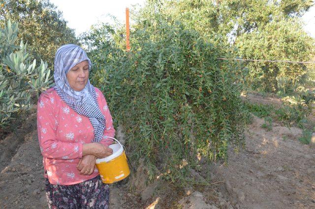 Goji berry yetiştiren çift, siparişlere yetişemiyor