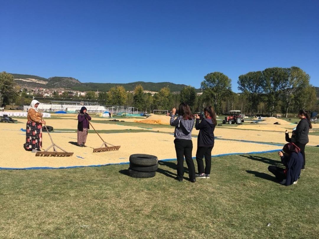 Kargı&rsquo;da &ouml;ğrencileri &ccedil;eltik hasadını fotoğrafladı