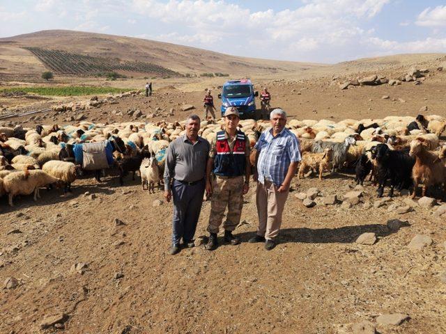 Kaybolan koyunlar jandarma tarafından bulunarak sahibine teslim edildi