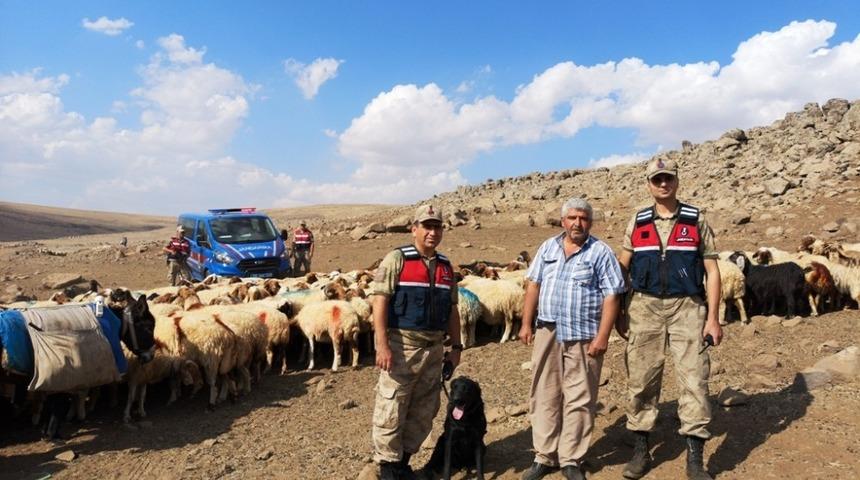 Kaybolan koyunlar jandarma tarafından bulunarak sahibine teslim edildi