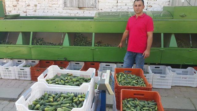 Kornişon salatalık üreticiye tam zamanında yetişti