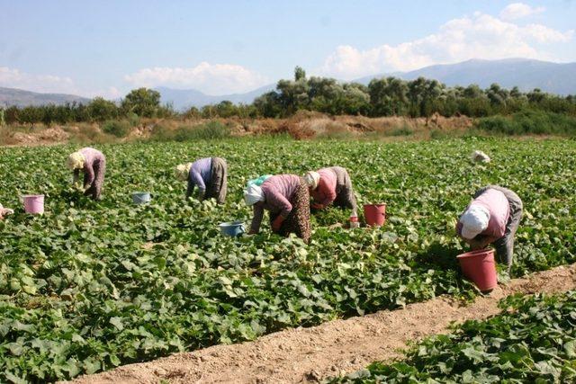 Kornişon salatalık üreticiye tam zamanında yetişti