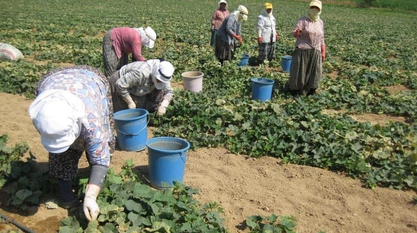 Kornişon salatalık &uuml;reticiye tam zamanında yetişti