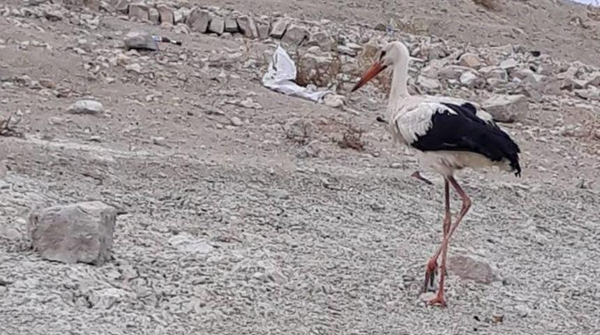 Tedavi edilen leylek ve atmaca doğal ortamına bırakıldı