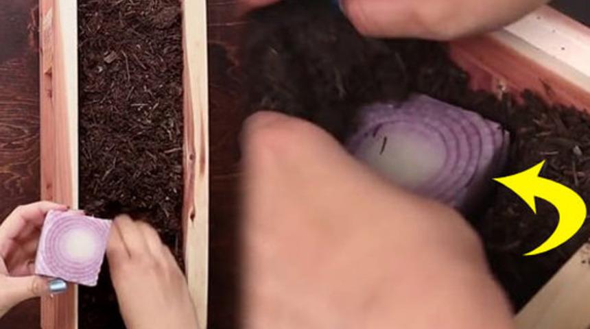 Müjdemizi isteriz! Saksıda tohumsuz sebze üretiyoruz