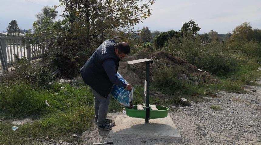 Akyazı Belediyesi sokak hayvanlarının yanında