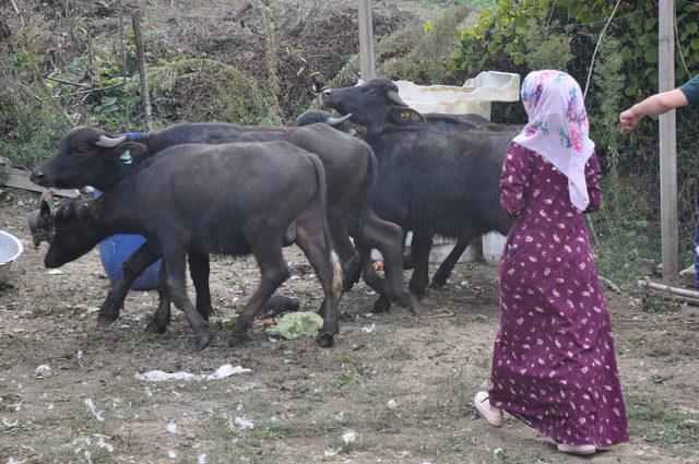 Genç çiftçiye hibe mandaları teslim edildi