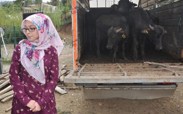 Genç çiftçiye hibe mandaları teslim edildi