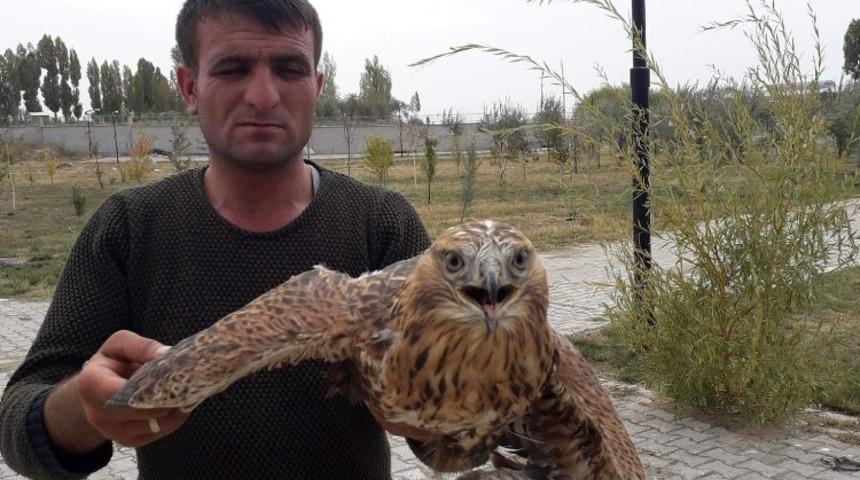 Yaralı Şahin tedavi altına alındı