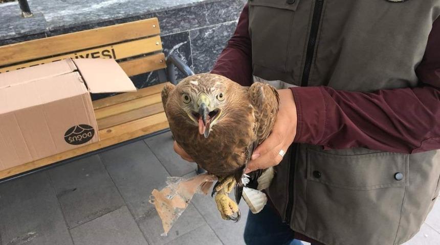 Jandarmanın yaralı bulduğu Şahin tedavi altına alındı