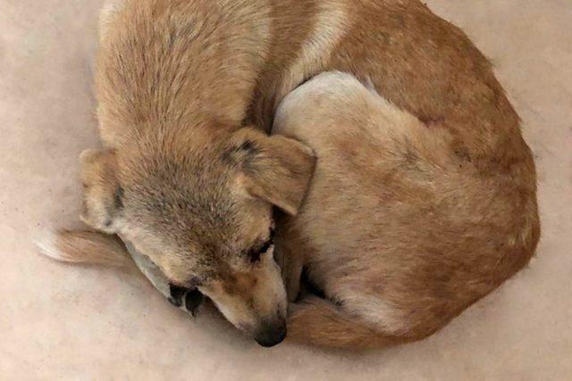 Van&rsquo;da TVT hastası k&ouml;pek tedavi altına alındı 1