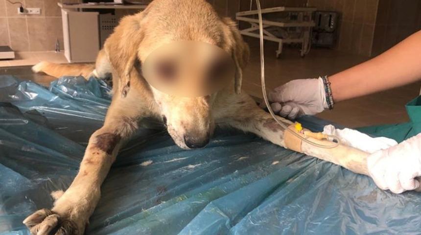 Van&rsquo;da TVT hastası k&ouml;pek tedavi altına alındı