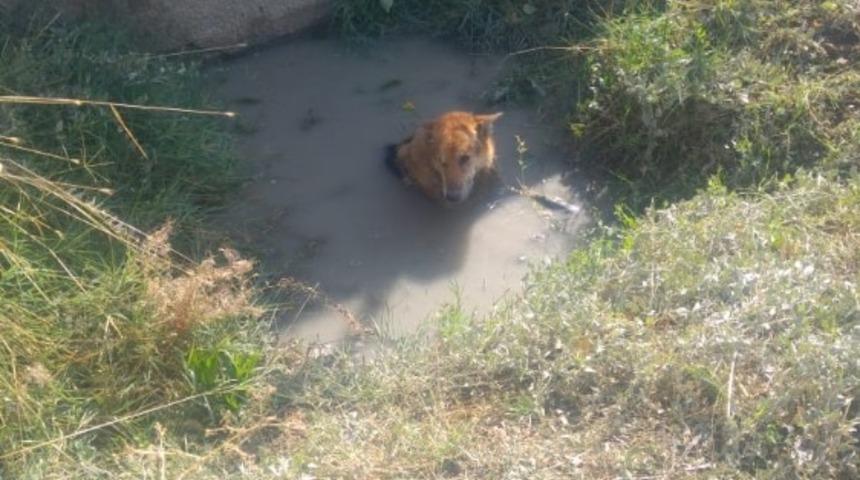 Bal&ccedil;ığa saplanan k&ouml;peği itfaiye