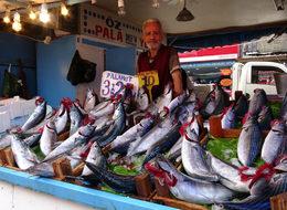 Karadeniz'de palamutun bol, fiyatın yüksek olmasında stok iddiası