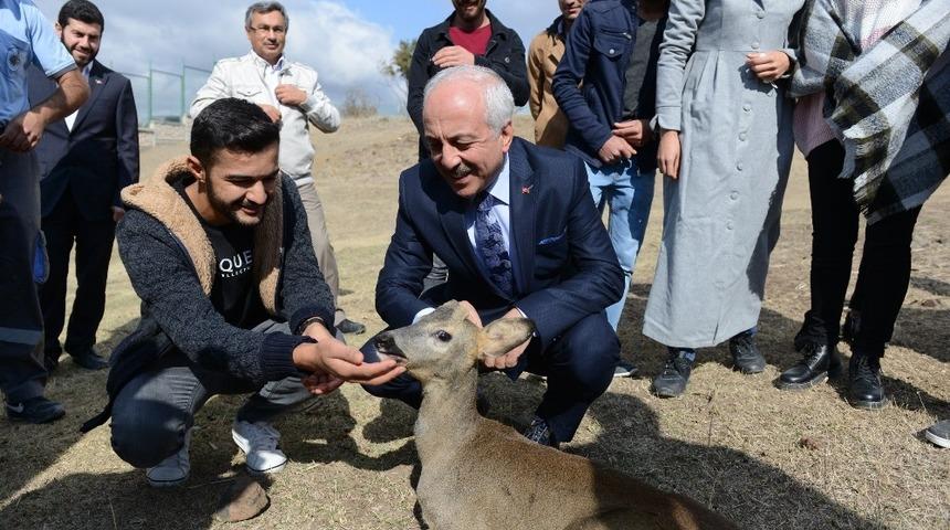 Karacalar doğal ortamına bırakıldı