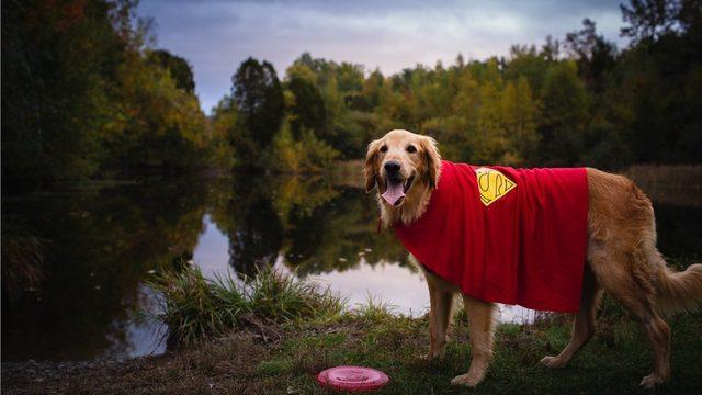Kanser hastası köpeklerinin son arzularını gerçekleştiren çift