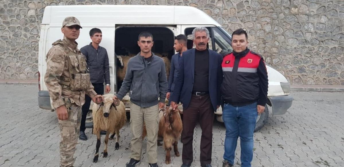 Jandarma&rsquo;dan hayvan hırsızlarına operasyon