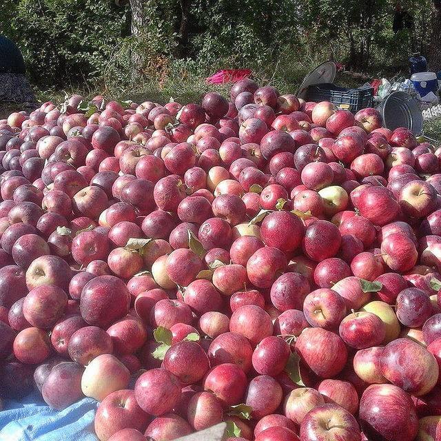 Niğde'de elma üreticisinin yüzü güldü