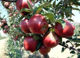 Niğde'de elma üreticisinin yüzü güldü