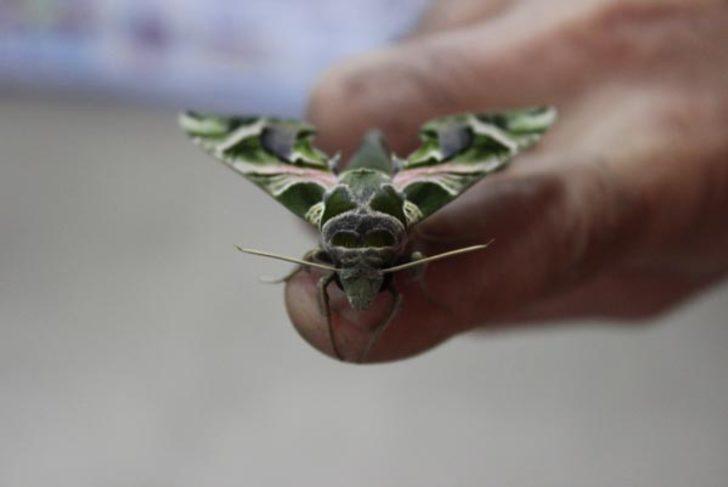 İstanbul'da görenleri şaşkına çeviren görüntü!  G1