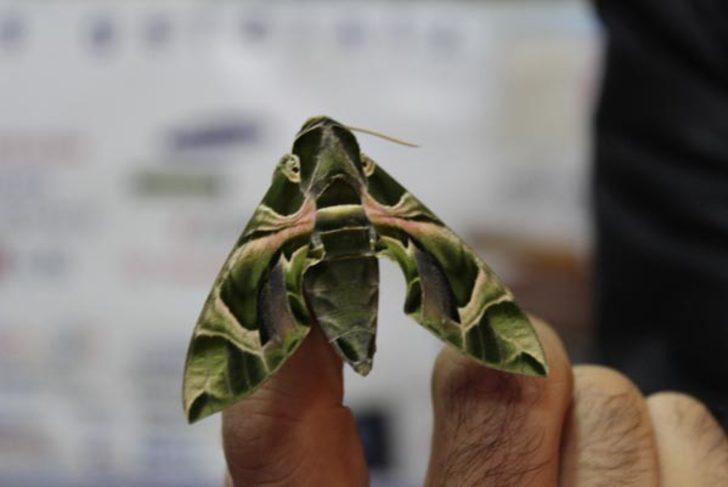 İstanbul'da görenleri şaşkına çeviren görüntü!  G2
