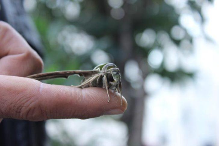 İstanbul'da görenleri şaşkına çeviren görüntü!  G5