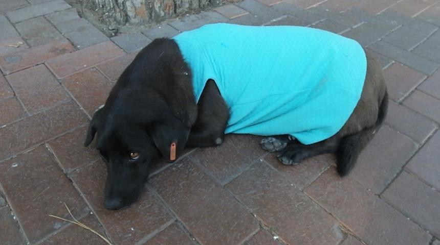 Burhaniye’de sokak köpeği vatandaşların maskotu oldu