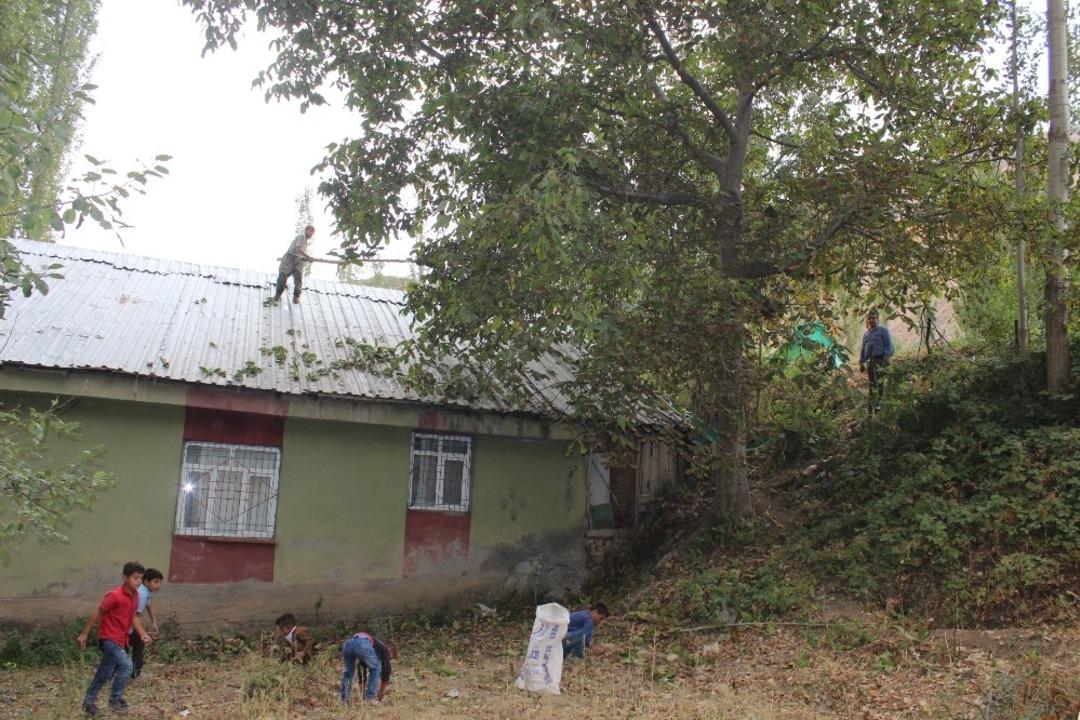 Uludere&rsquo;de ceviz hasadı başladı