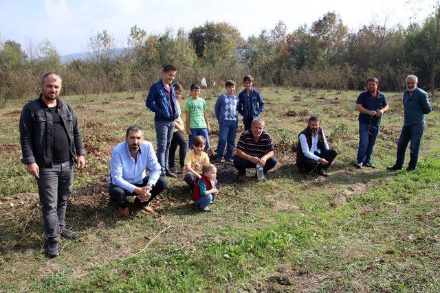 6 dönümlük bahçedeki fındık ağaçlarını kesti