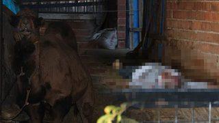 Aydın'da kinlenen deve dehşet saçtı! Bakıcısını feci şekilde öldürdü