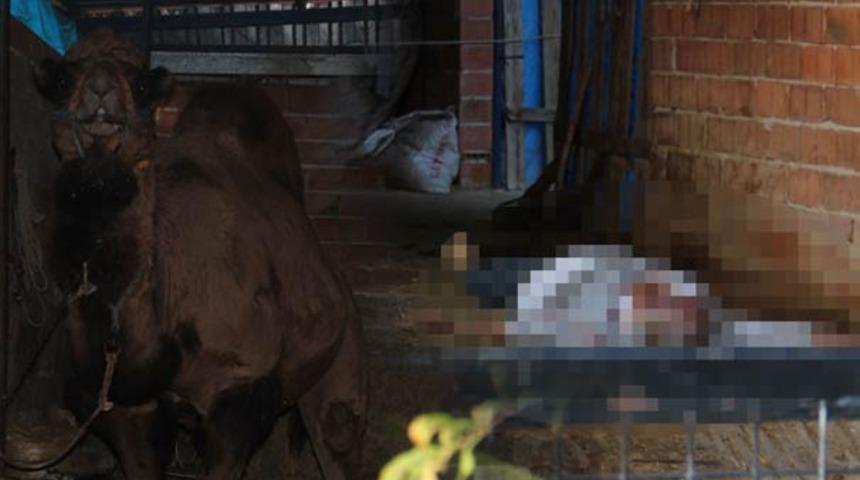 Aydın'da kinlenen deve dehşet saçtı! Bakıcısını feci şekilde öldürdü