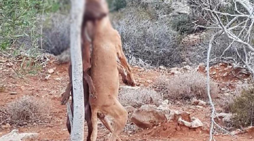 2 köpek ağaca asılı halde bulundu