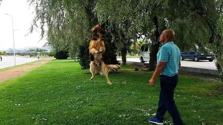Bu köpeğin elinden her iş geliyor! Denizdeki çöpleri toplayıp yerleri süpürüyor G2